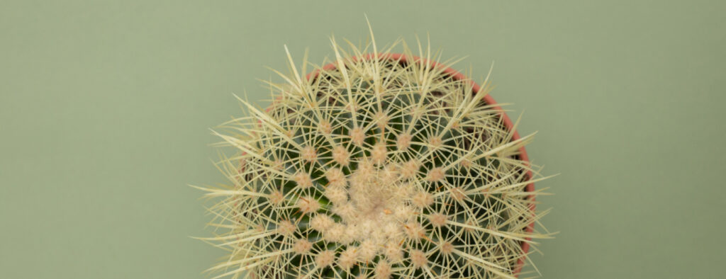 Houseplants supplies shop about elips2.jpg