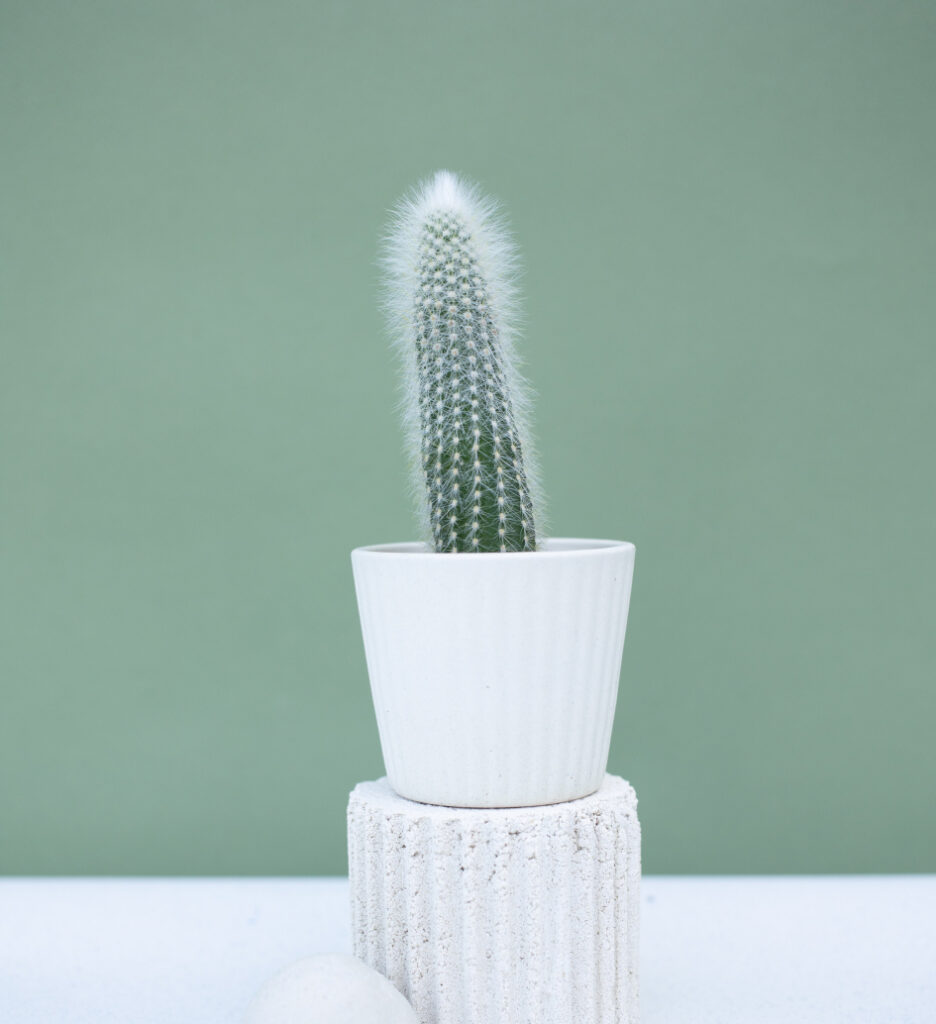 Houseplants supplies shop grid img 1.jpg