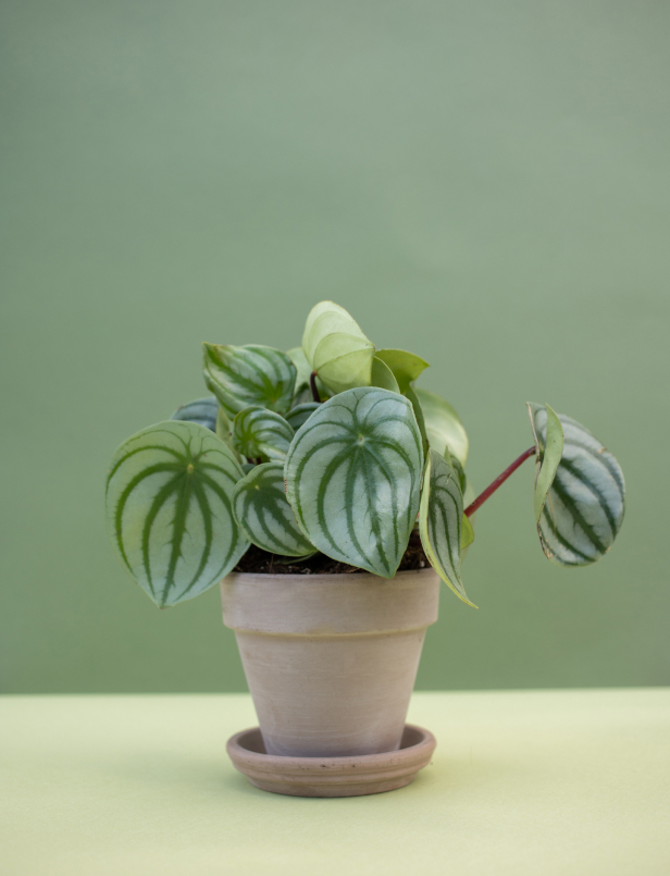 Houseplants supplies shop grid img 2.jpg