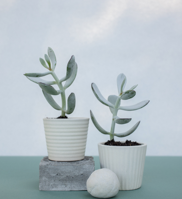 Houseplants supplies shop grid img 3.jpg